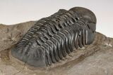 Detailed Reedops Trilobite - Atchana, Morocco #204159-4
